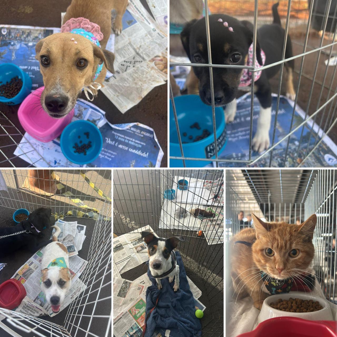 Animais disponíveis para adoção em evento promovido em parceria com a CHC